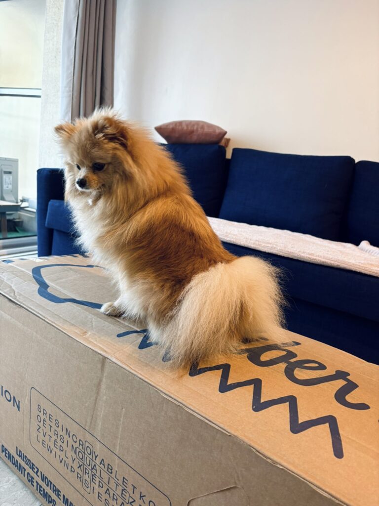 chien assis sur carton Tediber matelas hybride premium